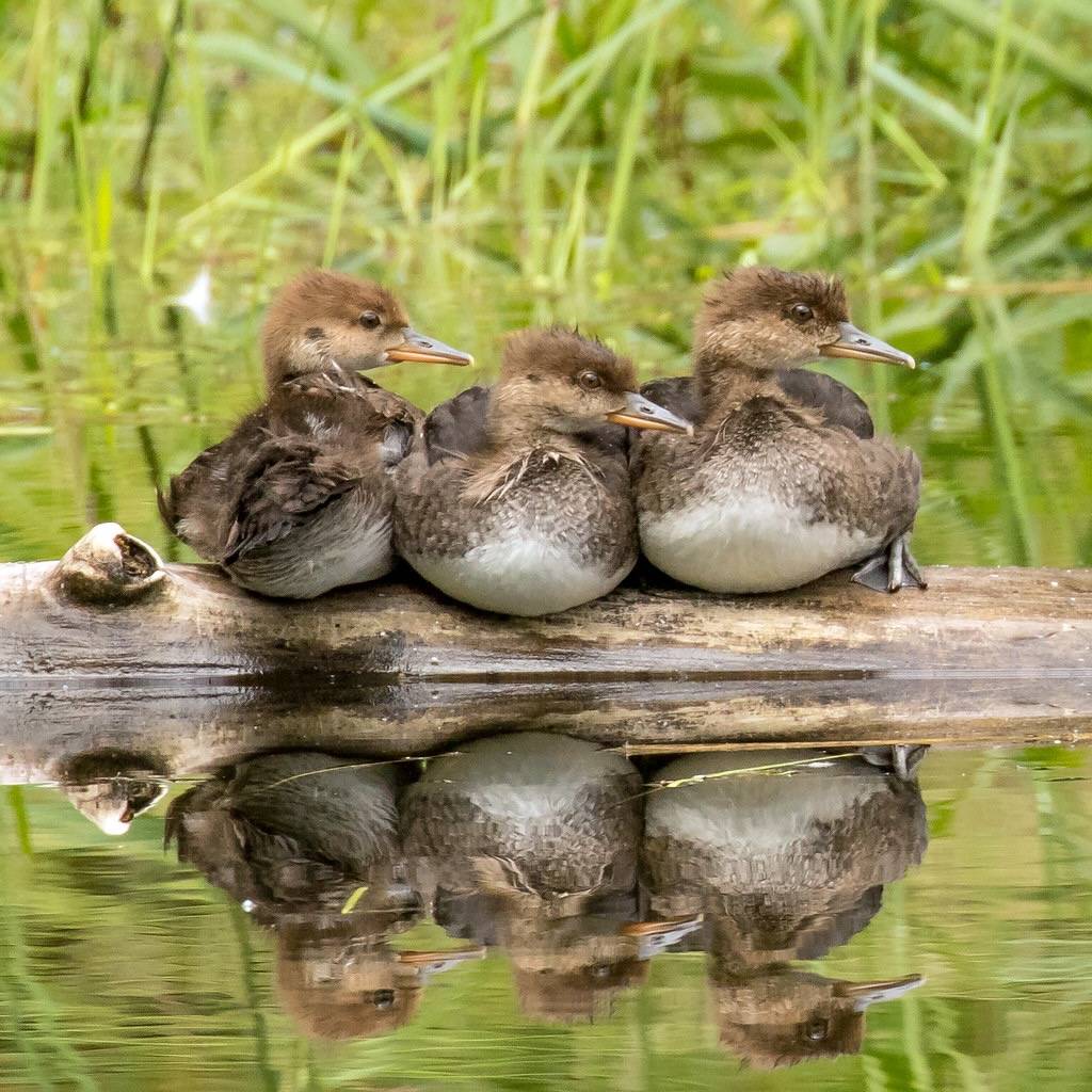 Hooded Mergansers by Mick Thompson1 is licensed under CC BY-NC 2.0.
